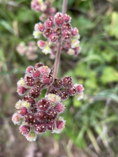Heuchera pilosissima, photographed by Irene