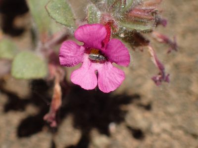 Diplacus johnstonii, photographed by George Williams
