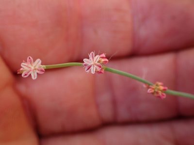 Eriogonum cithariforme, photographed by George Williams