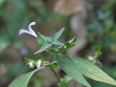 Dicliptera foetida, photographed by Dinesh Valke