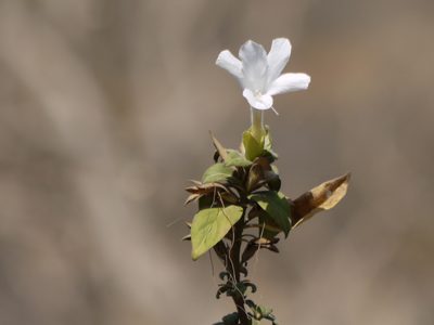 Barleria lawii, photographed by Dinesh Valke