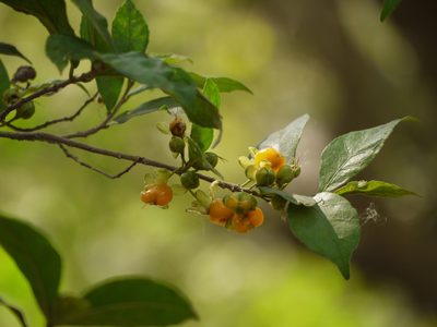 Streblus asper, photographed by Dinesh Valke