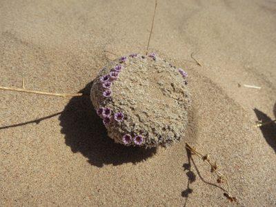 Pholisma sonorae, photographed by Alby Penney