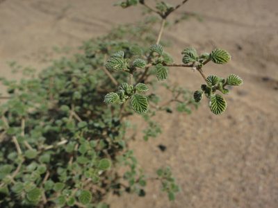 Tiquilia plicata, photographed by Alby Penney