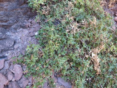 Berberis harrisoniana, photographed by Alby Penney