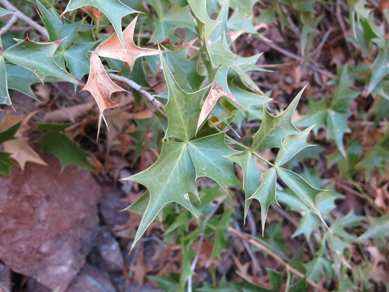 Berberis harrisoniana, photographed by Alby Penney