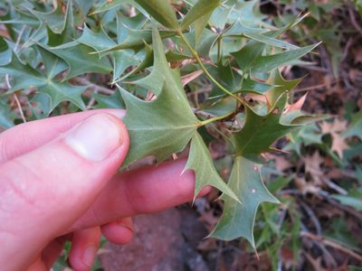 Berberis harrisoniana, photographed by Alby Penney