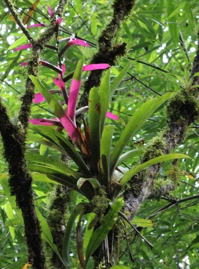 Guzmania wittmackii, photographed by Michael Bakker Paiva