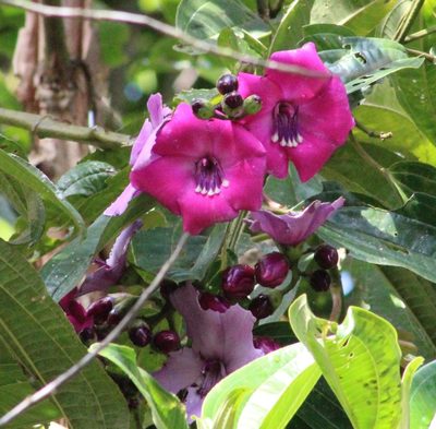 Meriania maxima, photographed by Michael Bakker Paiva