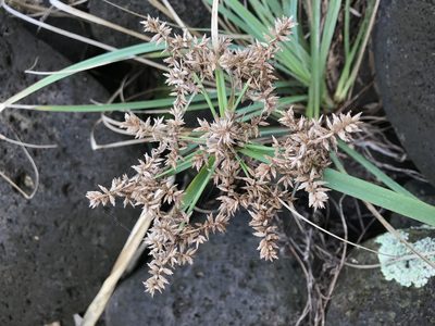 Cyperus javanicus, photographed by Emily Chebul