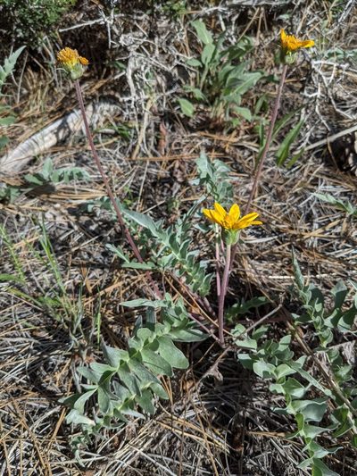Balsamorhiza sericea, photographed by Trevor Van Loon