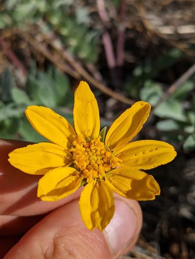 Balsamorhiza sericea, photographed by Trevor Van Loon