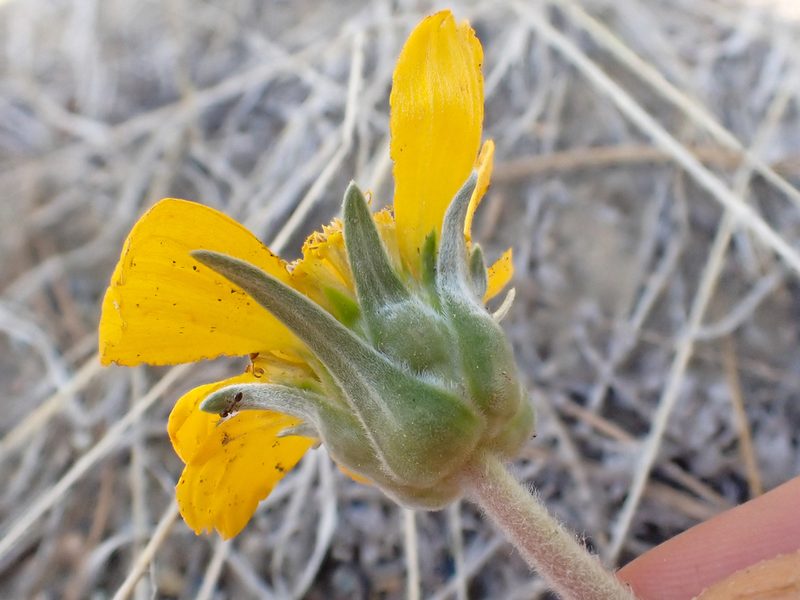 Balsamorhiza sericea, photographed by Trevor Van Loon