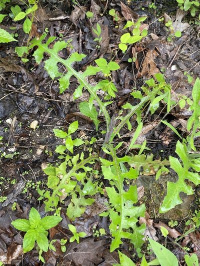 Lactuca hirsuta, photographed by Asher P Higgins