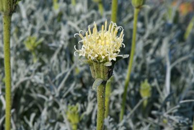 Chaenactis suffrutescens, photographed by Trevor Van Loon
