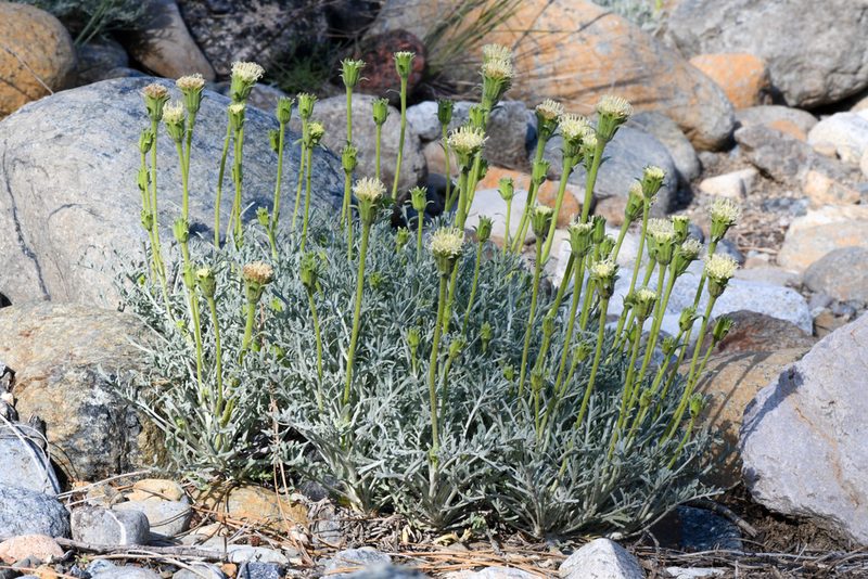 Chaenactis suffrutescens, photographed by Trevor Van Loon