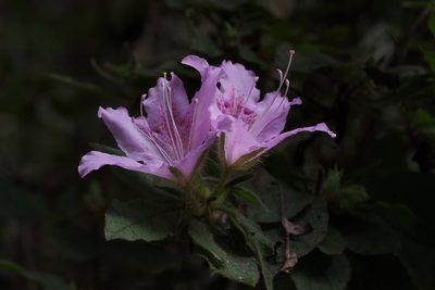 Rhododendron stenopetalum, photographed by harum.koh
