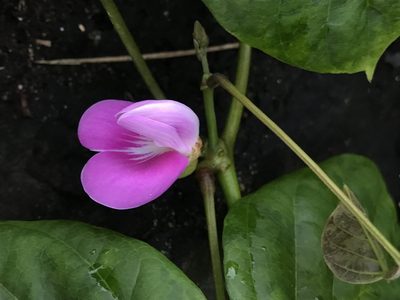 Canavalia cathartica, photographed by Emily Chebul