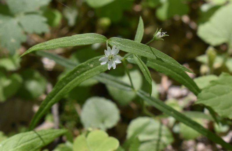 Pseudostellaria sylvatica, photographed by Repina Tatyana