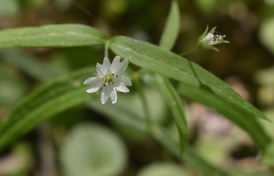 Pseudostellaria sylvatica, photographed by Repina Tatyana