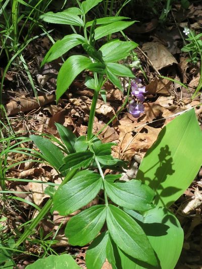 Lathyrus komarovii, photographed by Repina Tatyana
