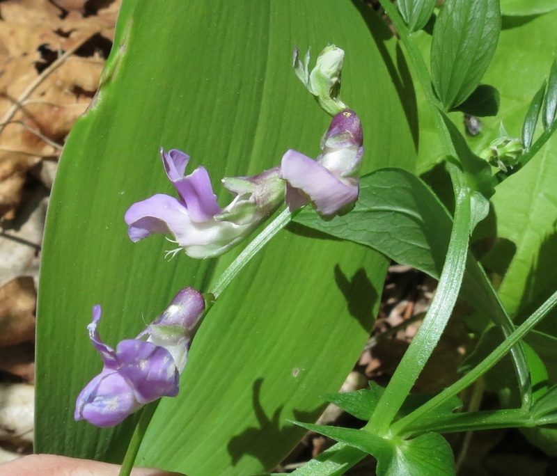 Lathyrus komarovii, photographed by Repina Tatyana