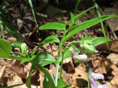 Lathyrus komarovii, photographed by Repina Tatyana