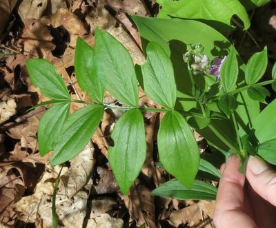 Lathyrus komarovii, photographed by Repina Tatyana