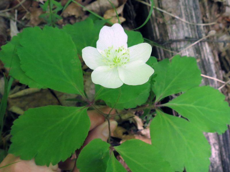 Anemonoides udensis, photographed by Repina Tatyana