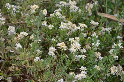 Nitraria sibirica, photographed by Zinogre