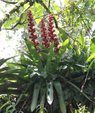 Cipuropsis capituligera, photographed by Michael Bakker Paiva