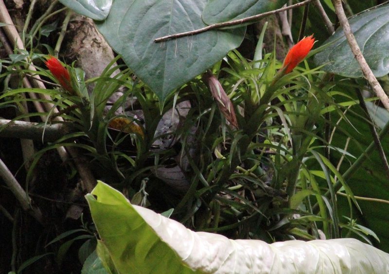 Guzmania angustifolia, photographed by Michael Bakker Paiva
