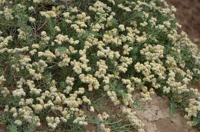 Nitraria sibirica, photographed by Zinogre