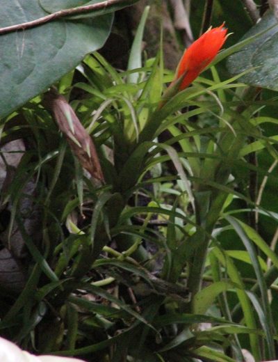Guzmania angustifolia, photographed by Michael Bakker Paiva