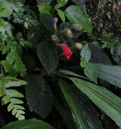 Kohleria villosa, photographed by Michael Bakker Paiva