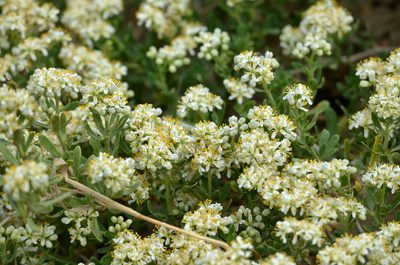 Nitraria sibirica, photographed by Zinogre