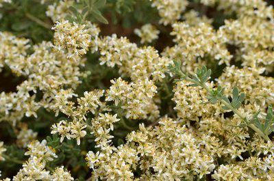 Nitraria sibirica, photographed by Zinogre