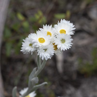Argentipallium blandowskianum, photographed by Kym Nicolson