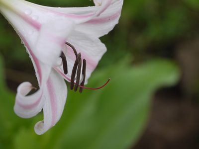 Crinum latifolium, photographed by Dinesh Valke