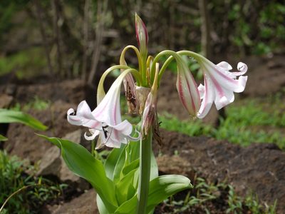 Crinum latifolium, photographed by Dinesh Valke