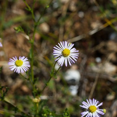 Brachyscome ciliaris, photographed by Kym Nicolson