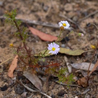 Brachyscome ciliaris, photographed by Kym Nicolson