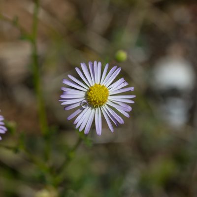 Brachyscome ciliaris, photographed by Kym Nicolson