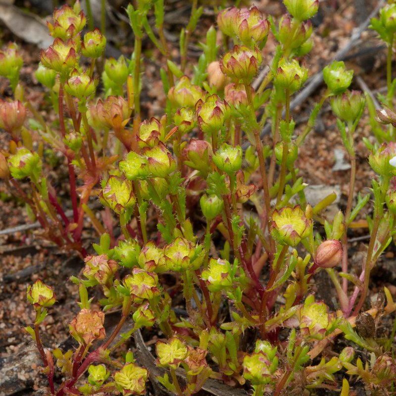 Brachyscome perpusilla, photographed by Kym Nicolson