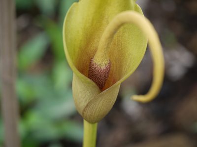 Amorphophallus commutatus, photographed by Dinesh Valke