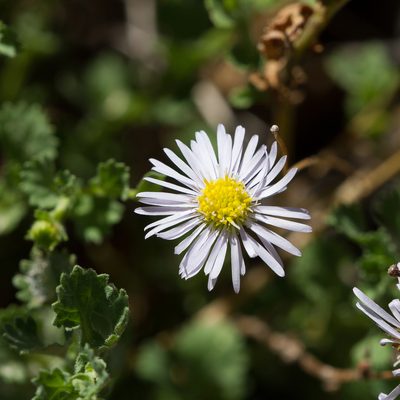 Calotis cuneifolia, photographed by Kym Nicolson