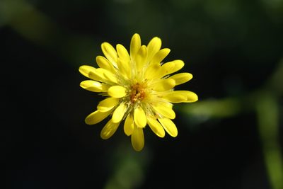 Calotis erinacea, photographed by Kym Nicolson