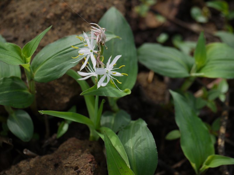 Chlorophytum borivilianum, photographed by Dinesh Valke