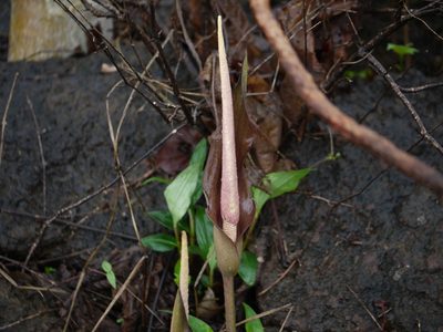 Amorphophallus commutatus, photographed by Dinesh Valke