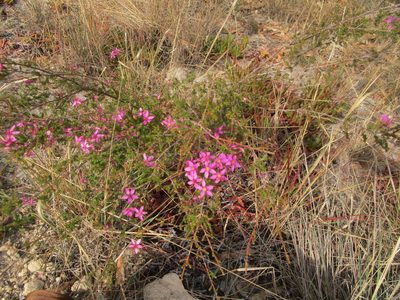 Calytrix fraseri, photographed by A.J. Anderson